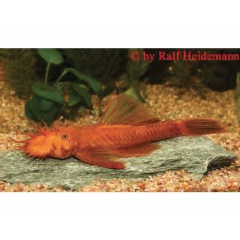 Ancistrus Super Red 3-4cm