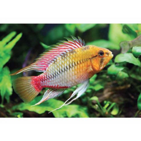 COPPIA Apistogramma hongsloi red 6/7cm TAGLIA SHOW