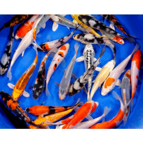 Carpa Koi 10/12cm Colori Assortiti