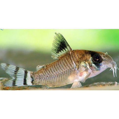 Corydoras oiapoquensis XL