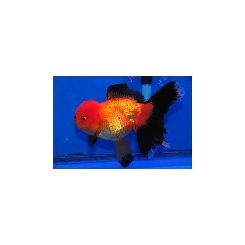 Oranda Red Black 5-6cm A