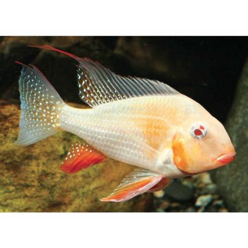 Acarichthys heckelii albino 4-5cm