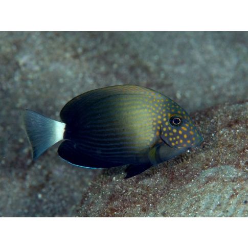 Acanthurus Maculiceps 4/6cm