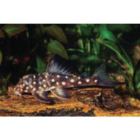 l501 Hypancistrus sp.  Black Phantasm 6-8cm