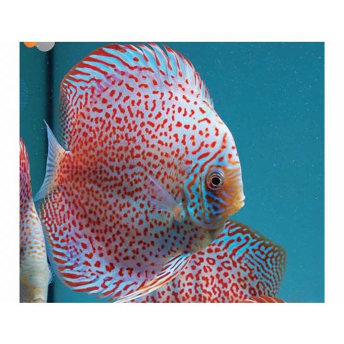 Discus Leopard 4/6cm