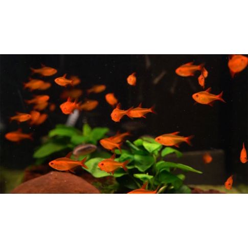 Hypessobrycon sp. Muzel red cherry 2-4cm