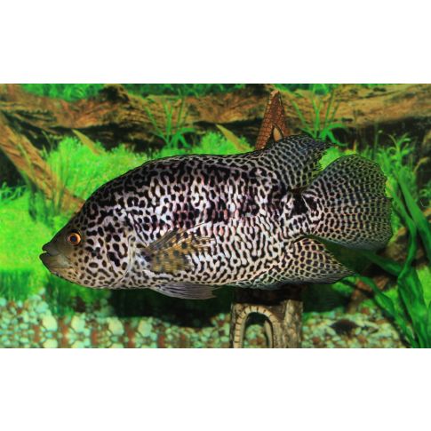 Parachromis managuensis 4-5cm