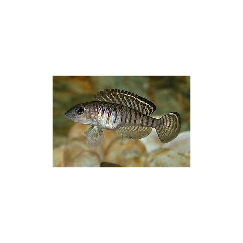 Neolamprologus Signatus 3-4cm