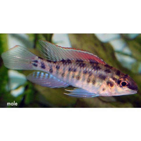 Dicrossus foirni sp. RIO NEGRO 3-5cm