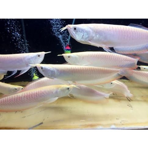 Osteoglossum bicirrhosum ALBINO 9-12cm