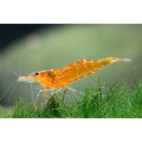 Caridina C.f Propinqua