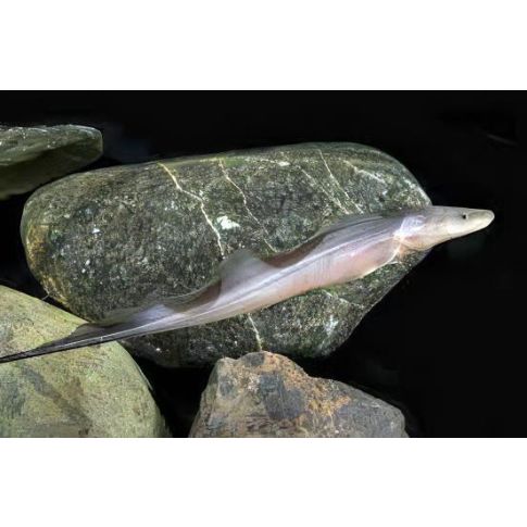 Gymnarchus Niloticus 4-6cm