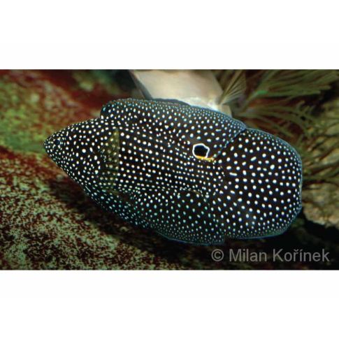 Calloplesiops altivelis 10/12cm