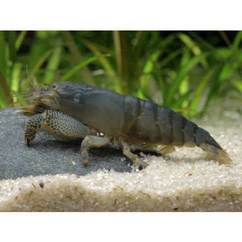 Atyopsis gabonensis XL 9-10cm