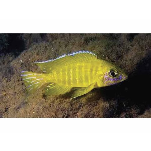  Aulonocara Baenshi 6-7cm