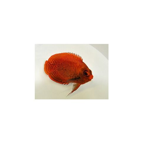 Centropyge aurantius 5/6cm