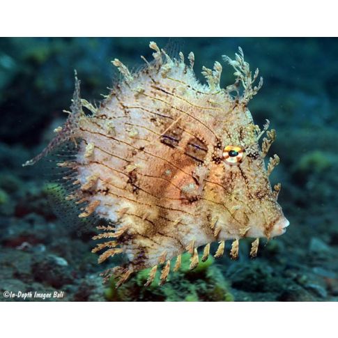 Chaetodermis Penicilligerus 7-10cm