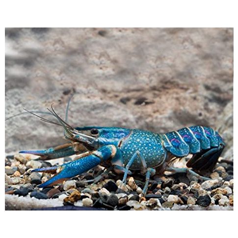 Cherax Quadricarinatus 4-5cm