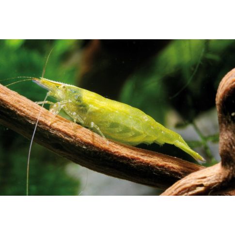 Neocaridina Babaulti Green