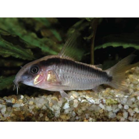 Corydoras arcuatus 2-3cm
