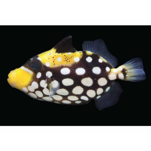 Balistoides Cospicillum 10/12cm