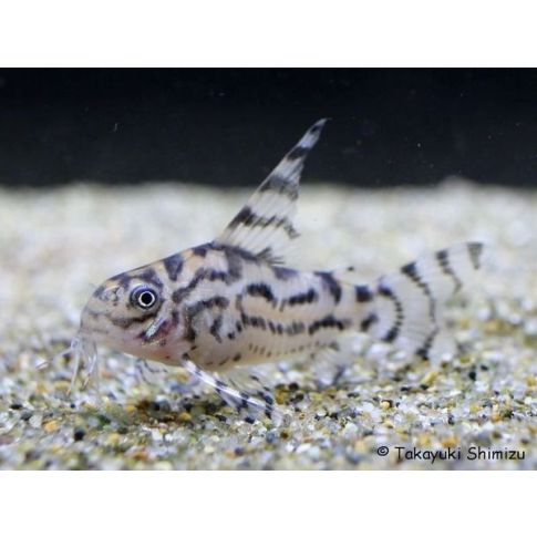 Corydoras sp. CW111 Vulcan 3-4cm