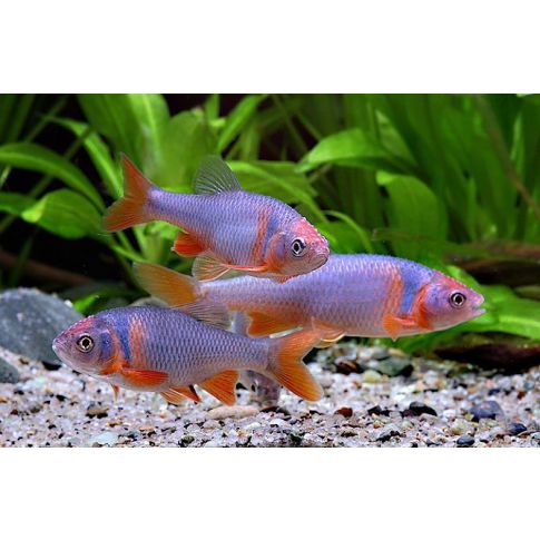 Notropis Lutrensis 5-6cm