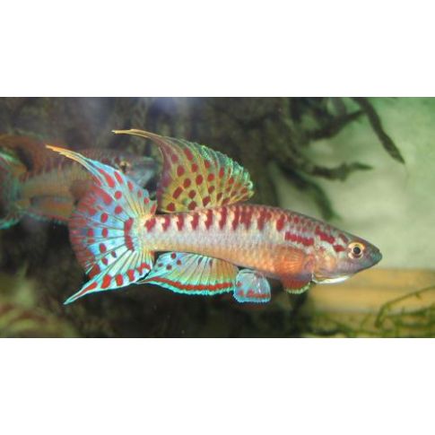 COPPIA Aphyosemion Bivittatum "funge"