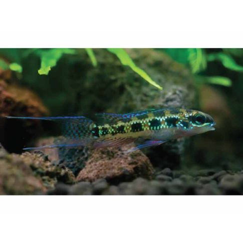 Dicrossus filamentosus taglia  3-4cm