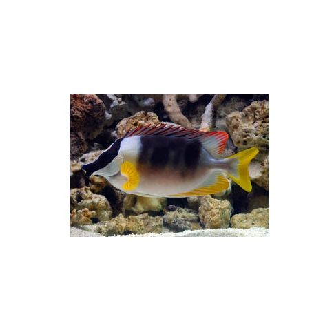 Siganus lo magnifica 12-15cm