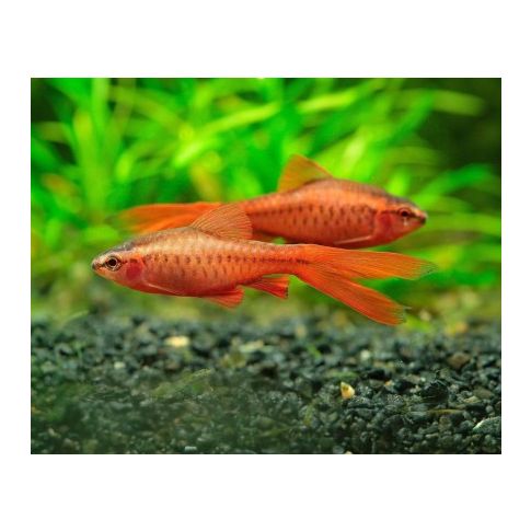 Barbus Titteya super red ALBINO pinne a velo 2-3cm