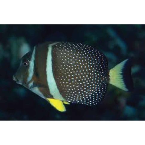 Acanthurus guttatus 10/12cm