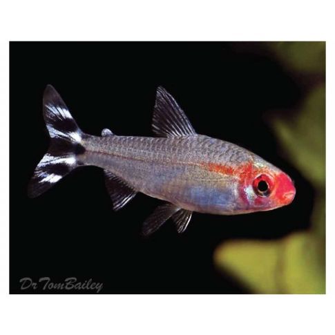 Hemigrammus rhodostomus (PETITELLA) 2/3cm