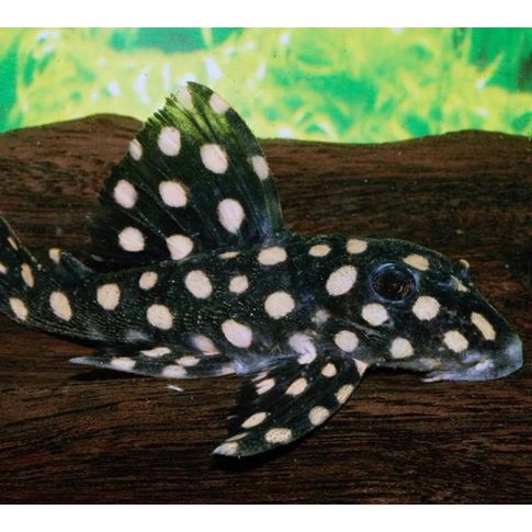l471 Hypancistrus sp. "Big Spot" 8-10cm