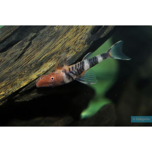 Nannoptopoma sp. zebra 3-4cm