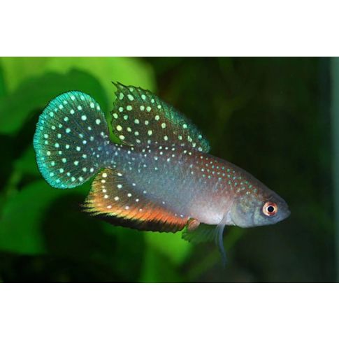 COPPIA Hypsolebias Faouri 2-3cm