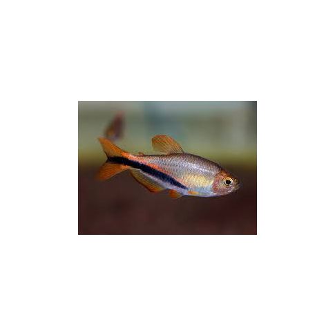 Inpaichthys Luizae 1,5-2cm