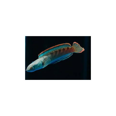 Channa Rubora 10-12cm
