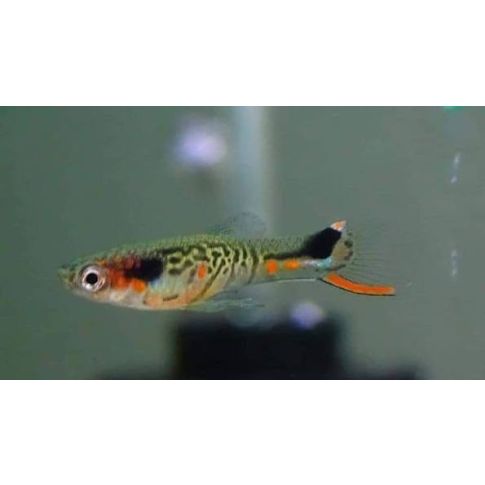 COPPIA Guppy Endler no113 Cumana 
