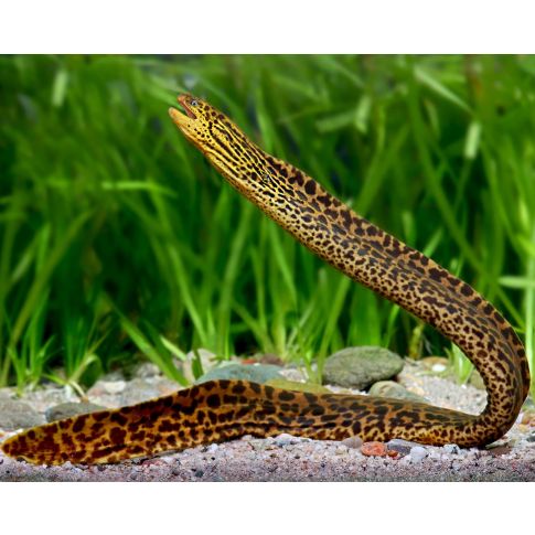 Gymnothorax Polyuranodon 18-20cm