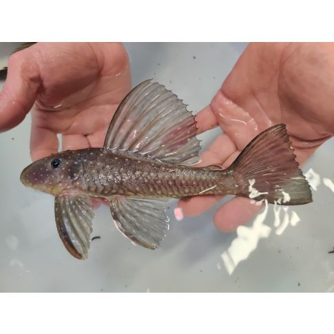 Hypostomus luteus Fase I 8-10cm