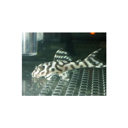l236 Hypancistrus sp.SW 5-7cm
