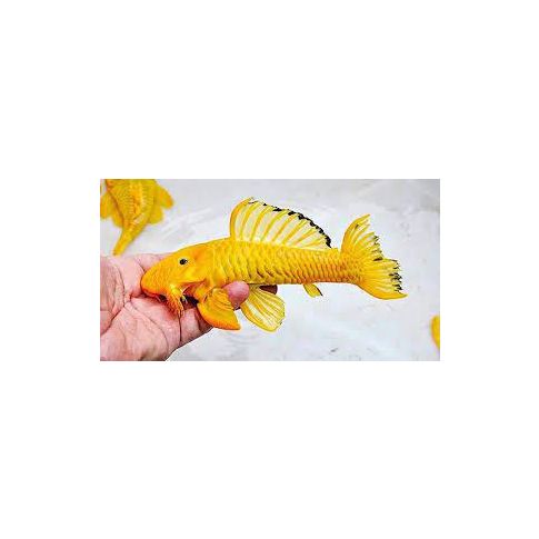 l056 Parancistrus aurantiacus XANTO 10/12cm