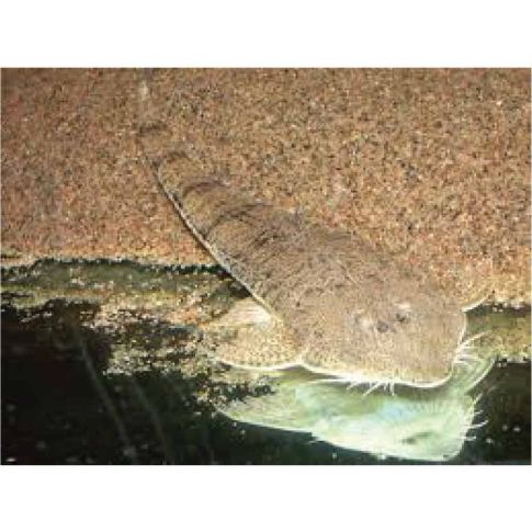Pseudohemiodon laticeps 8-12cm