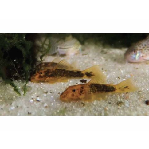 LDA016 Ancistrus orange brown 4/6cm