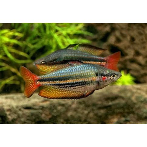 Melanotaenia Australis super red 5cm