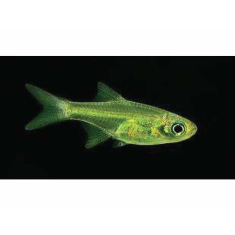 Microrasbora kubotai 1,5-2cm