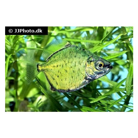 Myloplus cf. Tiete 2-4cm