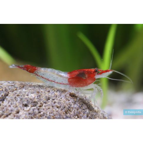 Neocaridina davidi rili red 