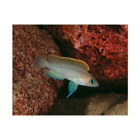 Neolamprologus Caudopunctatus "Kapampa" 3-4cm